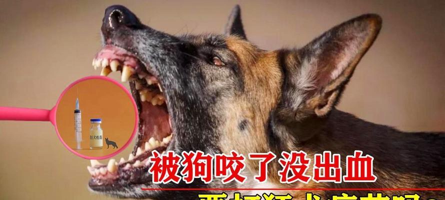 狗狗得了狂犬病，还有救吗（探究狂犬病的预防与治疗方法）