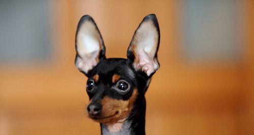 狗狗耳朵的作用剖析（探究狗狗耳朵的神秘世界）
