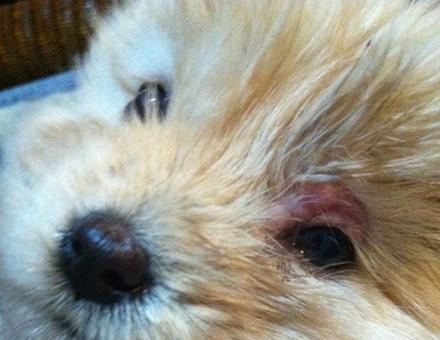 宠物狗发烧呕吐眼睛红，如何应对（了解症状及处理方法）