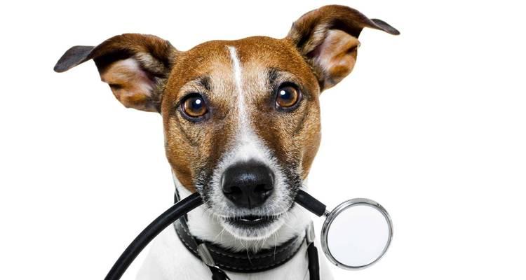 狗狗干咳吐白色泡沫痰的原因及治疗方法（宠物健康必看——了解狗狗干咳吐白色泡沫痰的相关知识）