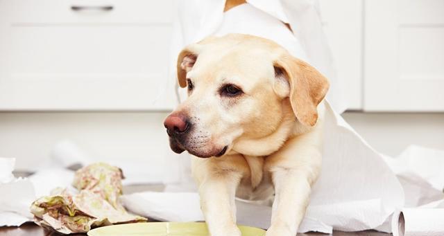 狗狗肝细胞损伤与高血糖（了解宠物健康的重要性）
