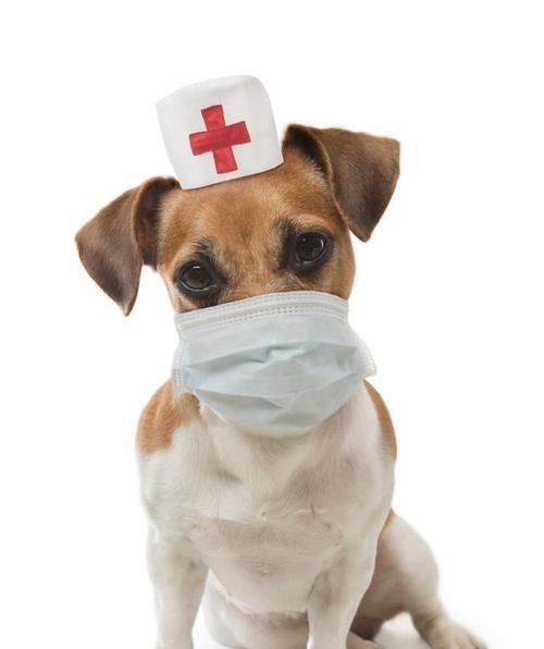 狗狗冠状病毒的成活率有多高（探究狗狗感染冠状病毒后的生存情况）