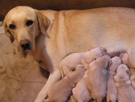 狗狗怀孕58天却没有明显的肚子？看看这些可能的原因！