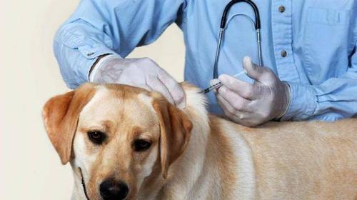 狗狗狂犬疫苗，保障宠物健康（了解狗狗狂犬疫苗）