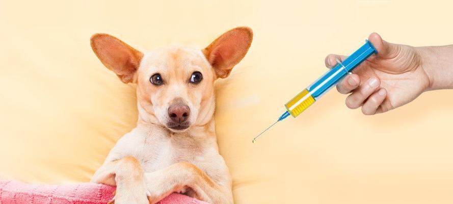 狗狗狂犬疫苗，保障宠物健康（了解狗狗狂犬疫苗）