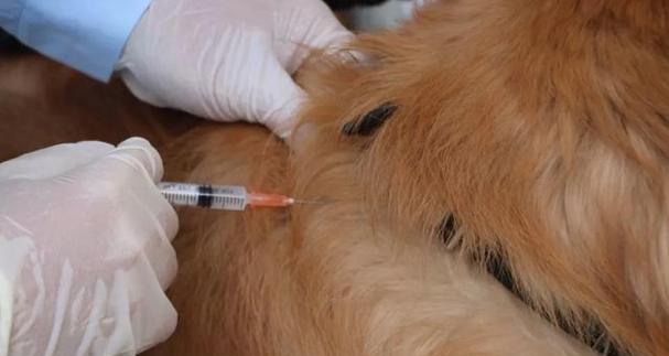 狗狗狂犬疫苗过敏的应对方法（宠物主人必看）