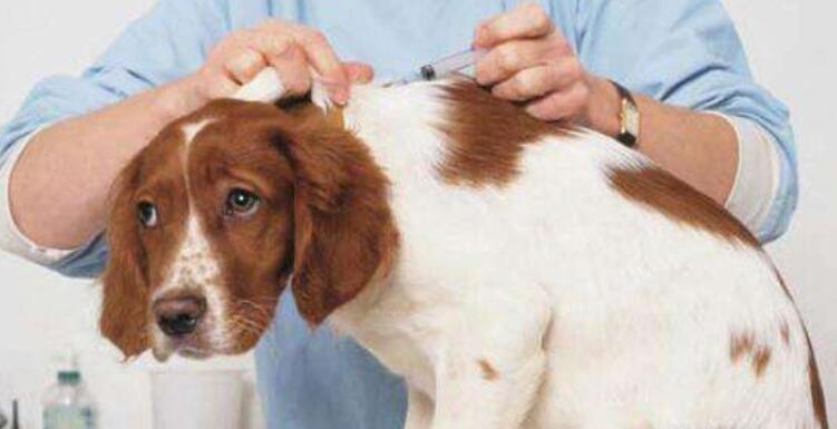 宠物狗狗打完疫苗后的注意事项（为了宠爱宠物的健康）