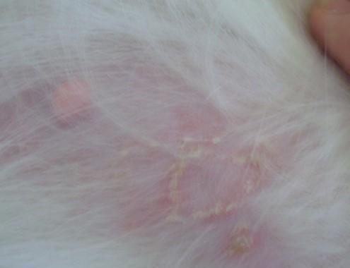 狗狗皮肤真菌感染，你了解多少（不同种类真菌引发的感染症状）