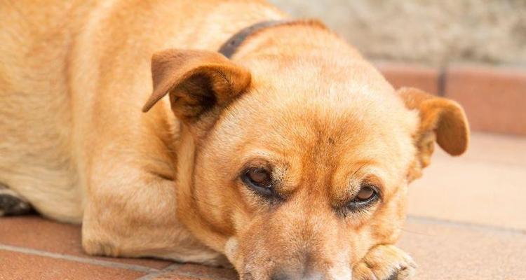 狗狗犬瘟，如何让宠物不再哼哼唧唧（探究狗狗犬瘟的症状及治疗方法）