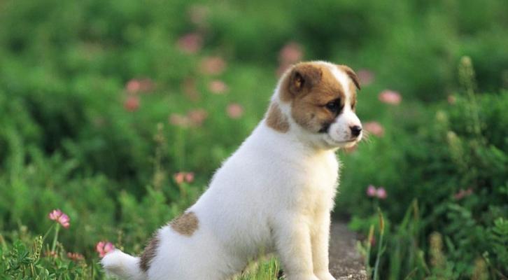 小狗的吱吱叫——狗狗生育的重要标志（探究狗狗生产过程中小狗的吱吱叫）