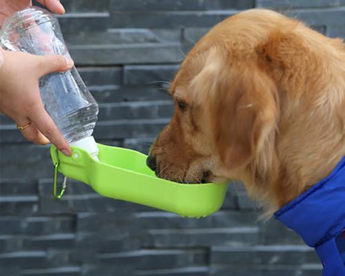 宠物狗为何会吐出透明黏液和水（探究狗狗呕吐的原因与处理方法）