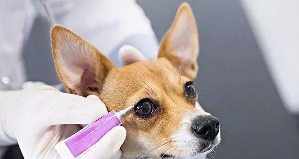 宠物狗狗为什么容易细菌感染（探究狗狗细菌感染的原因及防治方法）