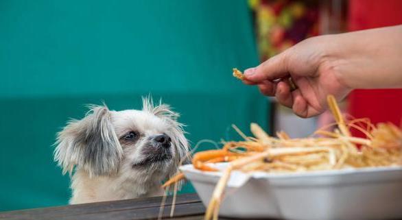 狗狗误食老鼠药的症状与应对方法（了解老鼠药的危害）