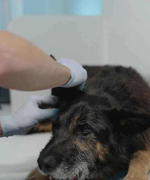 如何检测狗狗是否感染细小病毒（掌握正确的检测方法）