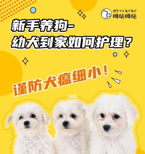 从细小到犬瘟，宠物主人必须知道的病毒感染和预防方法（宠物主人必须知道的细小和犬瘟预防措施）