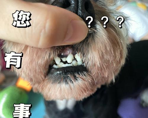狗狗牙周炎会导致牙齿松动吗（宠物健康必备）