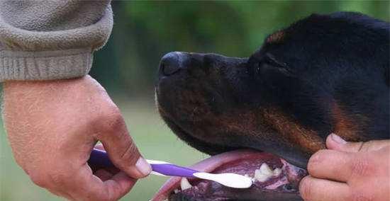 狗狗牙周炎会导致牙齿松动吗（宠物健康必备）