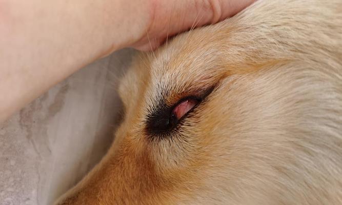 狗狗眼角外面发红，可能是这些问题惹的祸（眼角外红肿的狗狗）