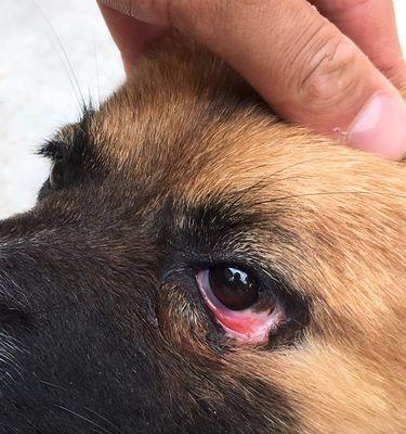 狗狗眼角外面发红，可能是这些问题惹的祸（眼角外红肿的狗狗）