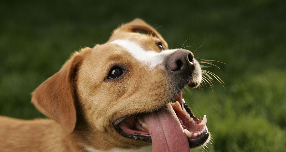 狗狗为什么总是伸舌头（探寻狗狗伸舌头的原因和意义）