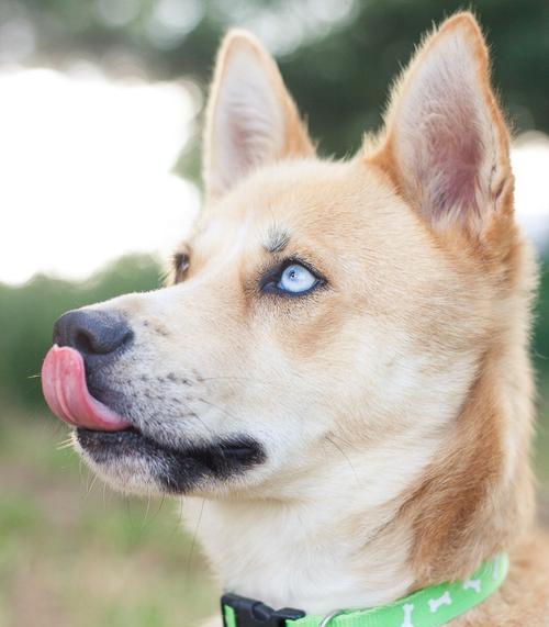 狗狗为什么总是伸舌头（探寻狗狗伸舌头的原因和意义）