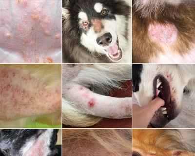 狗狗真菌皮肤病的治疗方法（口服药物成为治疗主流）