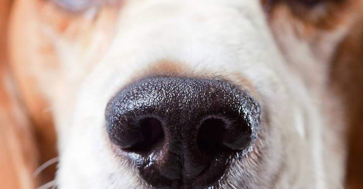 狗狗喷鼻子怎么办（解决宠物喷鼻子问题的实用方法）