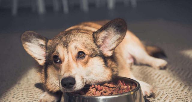 狗拉肚子时能否继续食用狗粮？