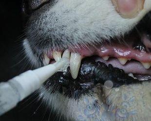 宠物牙齿碰到头怎么办（狗猫牙齿碰到头的应急处理方法）