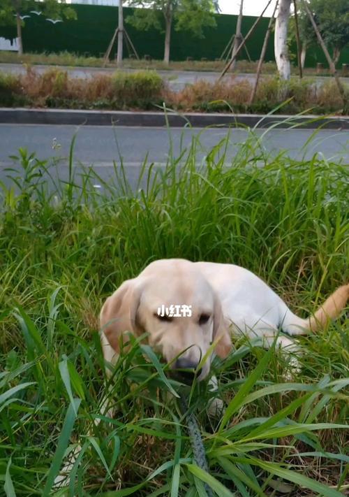 狗狗为何喜欢进草丛里（探究狗狗进草丛的原因及注意事项）