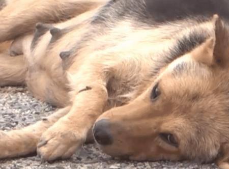 狗一瘸一拐走的原因和应对方法（解析宠物犬步态异常的背后原因）