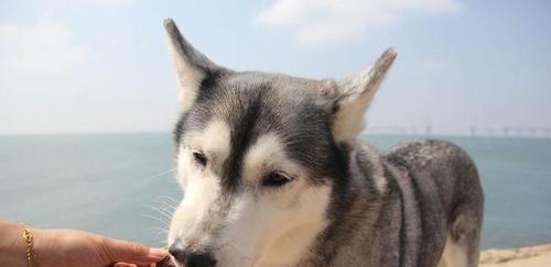 哈士奇幼犬的零食选择（如何选择适合哈士奇幼犬的零食）