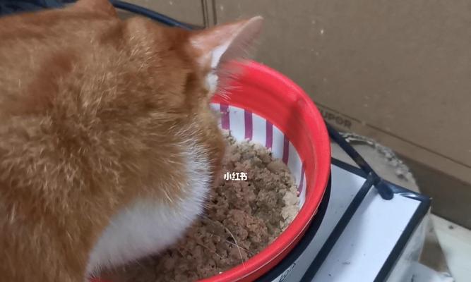 宝贝猫咪何时可以开始吃猫饭（以宠物为主）