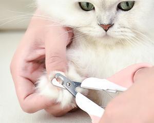如何剪猫的指甲（以宠物为主）