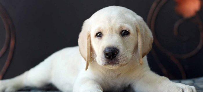 宠物犬的饮食需求及喂养技巧（宠物犬的饮食需求及喂养技巧）