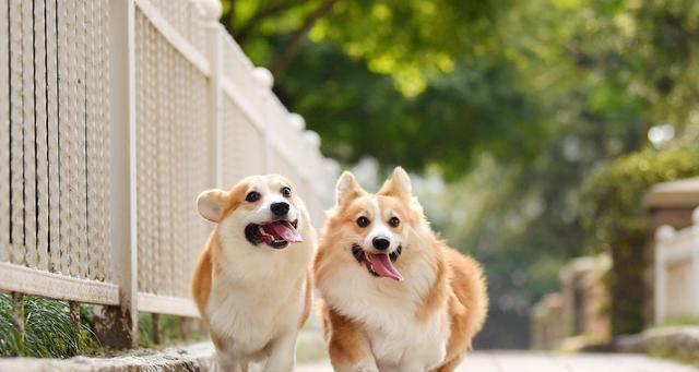 宠物犬的饮食需求及喂养技巧（宠物犬的饮食需求及喂养技巧）