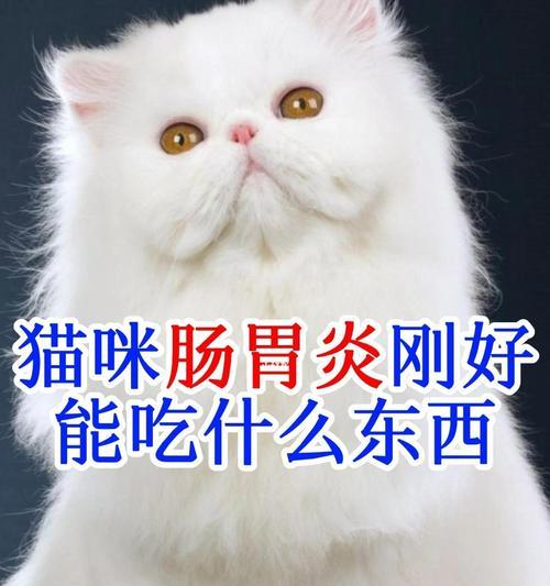 宠物猫拉肚子不能随意用药（注意）