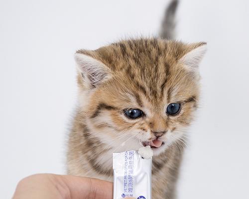 宠物猫拉肚子不能随意用药（注意）