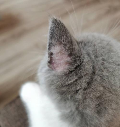 猫咪长猫癣引发的皮肤问题及解决方法（宠物饲主必读）