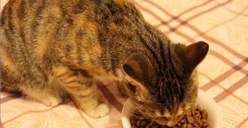 宠物猫吃了益生菌后出现拉肚子症状的原因分析（探究益生菌对于宠物猫肠道健康的影响）