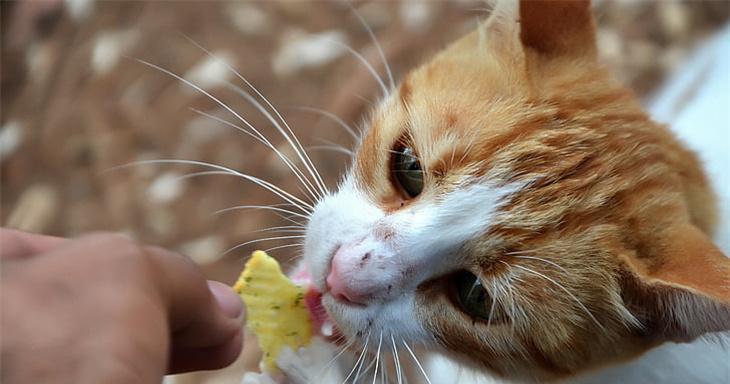宠物猫咪吃维生素B的好处（为你的猫咪健康加分）