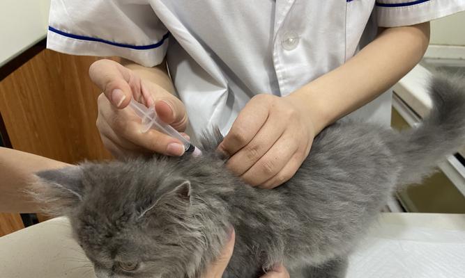 宠物猫咪打疫苗费用详解（一针多少钱）