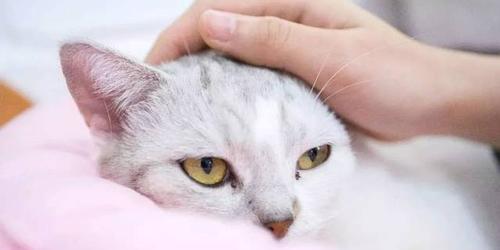 猫咪打疫苗的正常反应（宠物保健）
