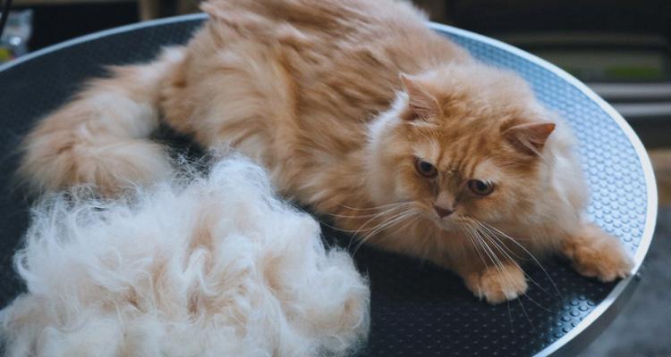 为什么猫咪会大面积掉毛（宠物主人必看）