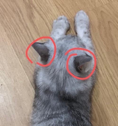 猫咪得耳螨耳朵倒下了，如何帮助它（宠物也需要关注耳朵健康）