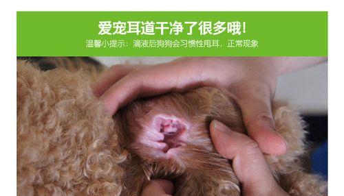猫咪中耳炎的传染方式剖析（以宠物为主）