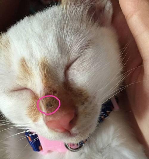 揭秘猫咪鼻头发红的原因（为何猫咪的鼻头会变红）