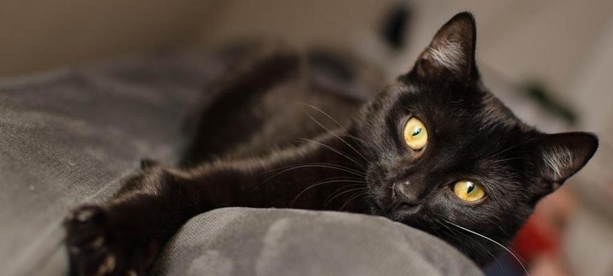 探秘猫咪耳朵黑色的奥秘（揭开宠物世界中的神秘符号）
