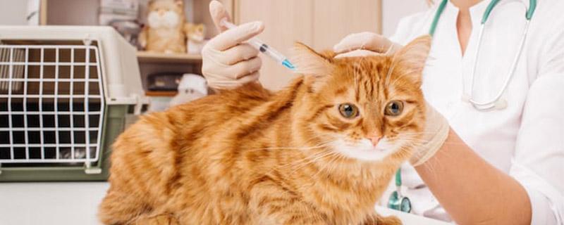 猫咪疫苗打晚的后果（以宠物为主）