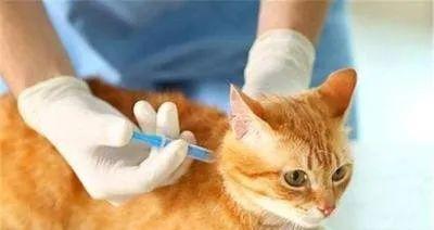 猫咪第二针疫苗打晚了，该如何处理（宠物健康不能等待）